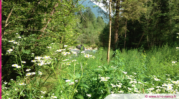 Attention aux platanes et aux bouleaux — Allergies