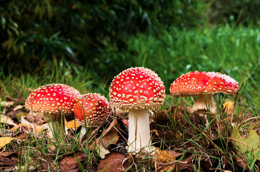 Amanites-rouges