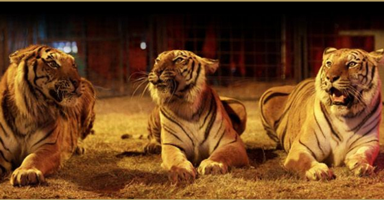 cirque-st-petersbourg-nancy