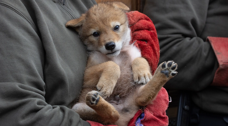 CPMargauCchiensprairie